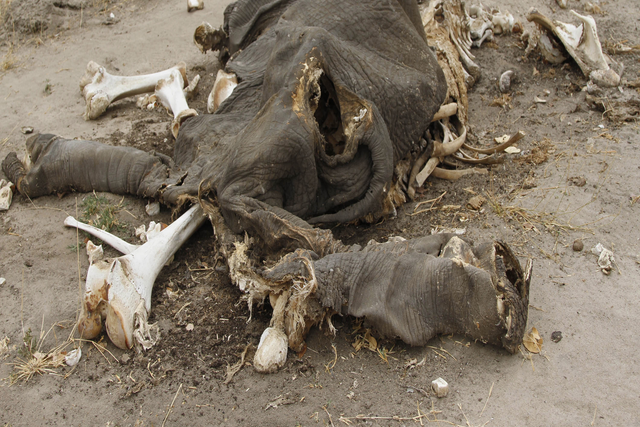 The carcass of an elephant rots after a whole herd was poisoned with cyanide in Zimbabwe 