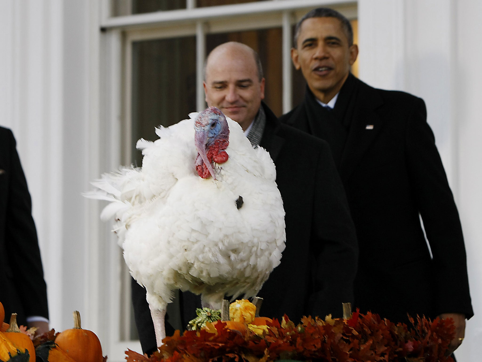 President Barack Obama pardons Popcorn the Thanksgiving turkey