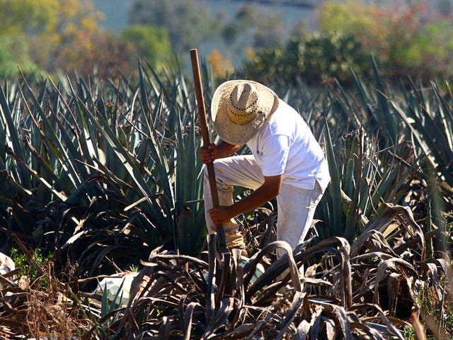 Tequila time: harvesting agave in Mexico