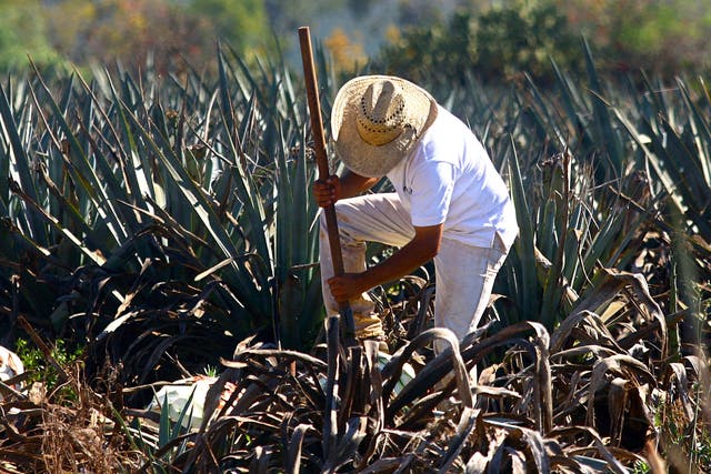 Tequila time: harvesting agave in Mexico