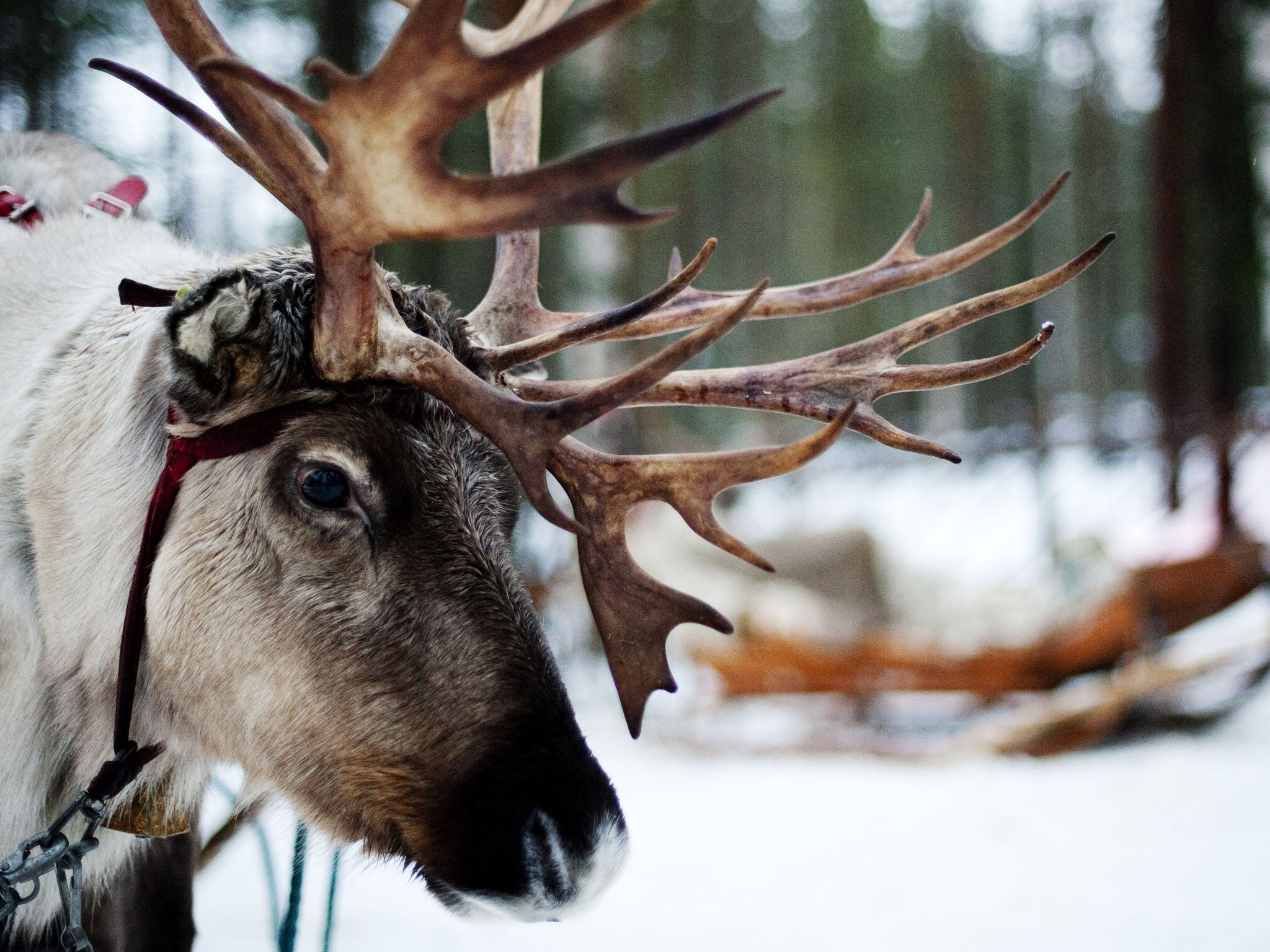 A dramatic increase in the number of people who enjoy the taste of reindeer is putting pressure on stocks in Finland