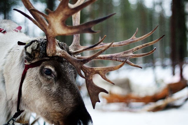 A dramatic increase in the number of people who enjoy the taste of reindeer is putting pressure on stocks in Finland