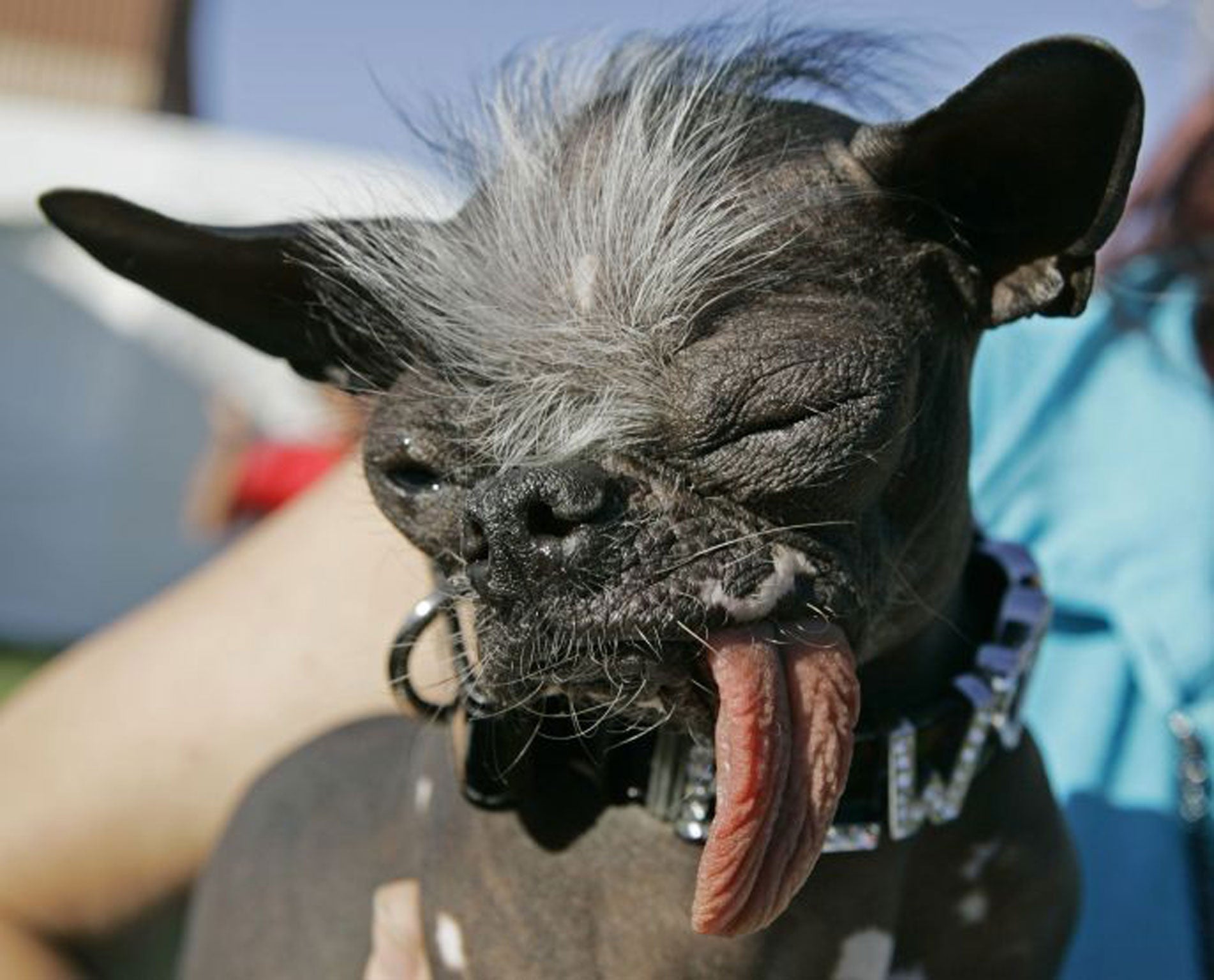 The Chinese Crested and Chihuahua mix dog Elwood, pictured at the 2007 World's Ugliest Dog Contest in California