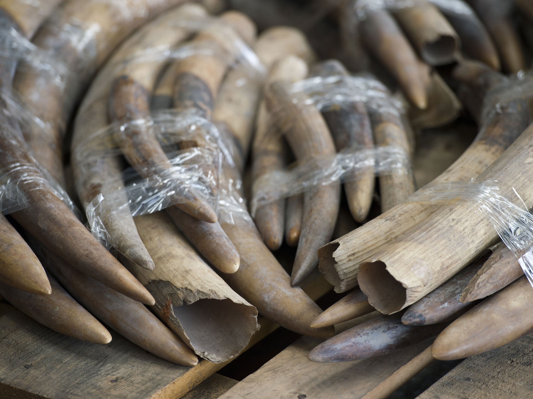 Seized ivory tusks in Hong Kong