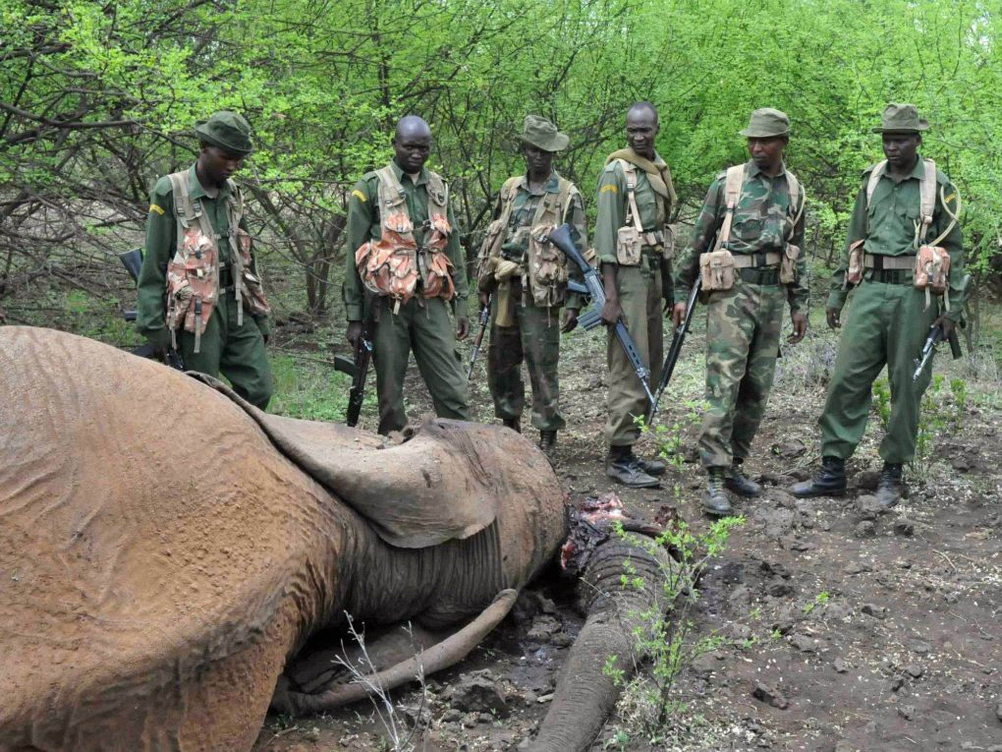 elephant-poaching