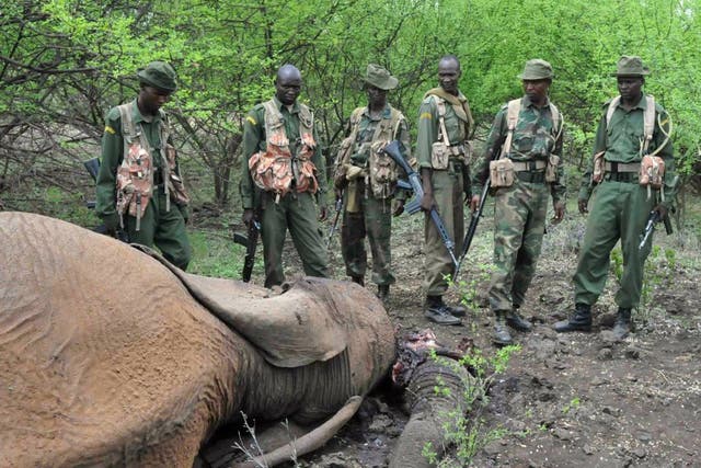 Kenyan game rangers with the carcass of an elephant killed by poachers