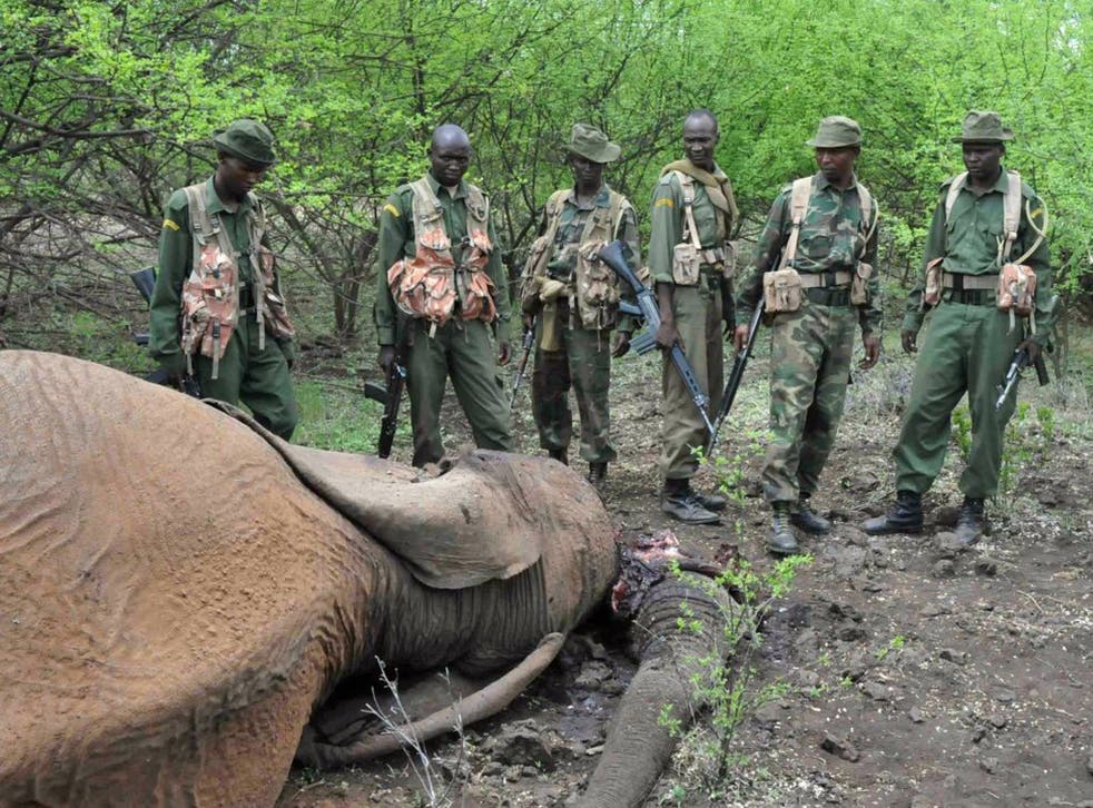 Kenyan game rangers with the carcass of an elephant killed by poachers