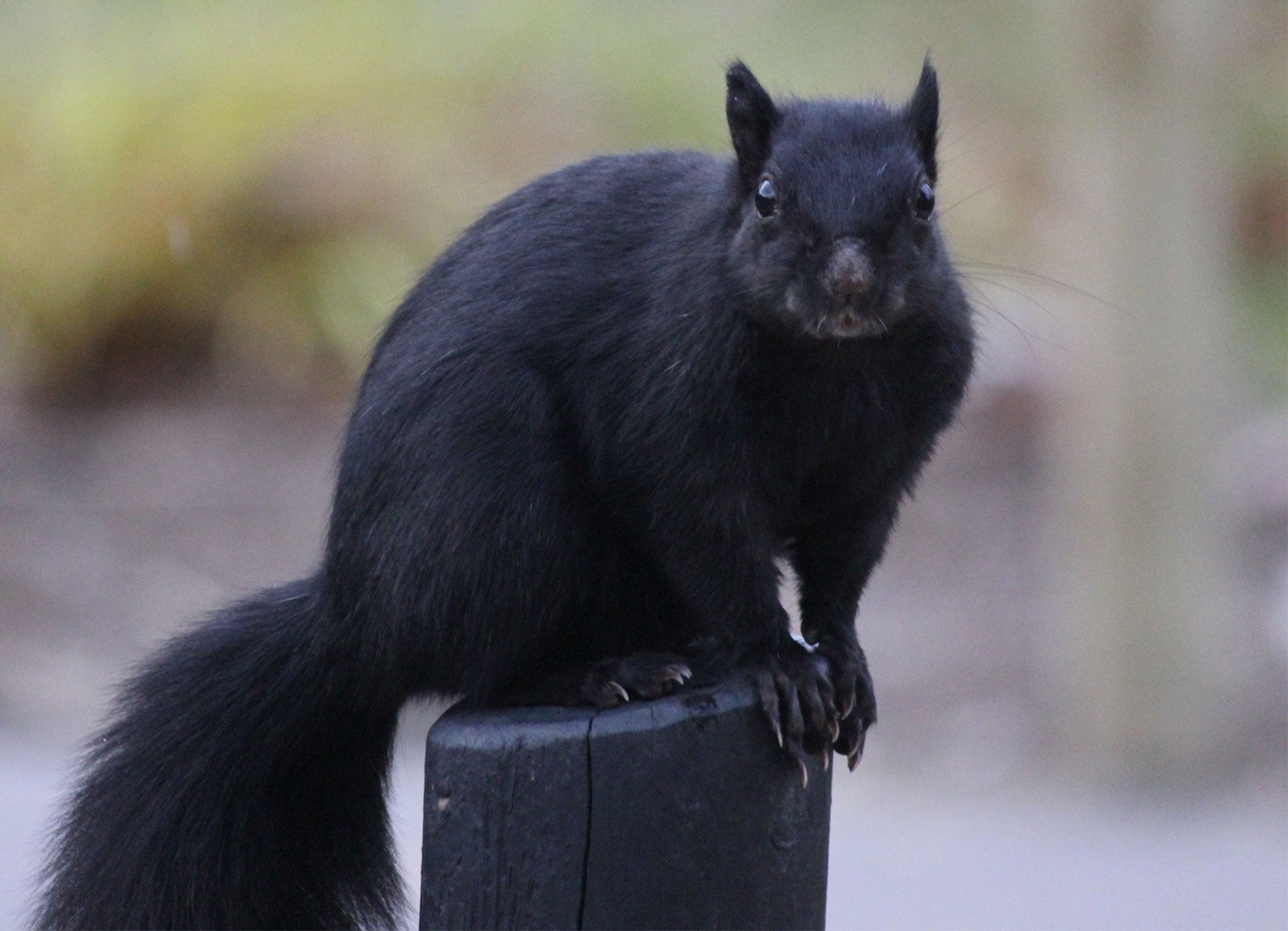 A black squirrel has become an internet sensation after footage of it repeatedly collapsing was uploaded to YouTube.