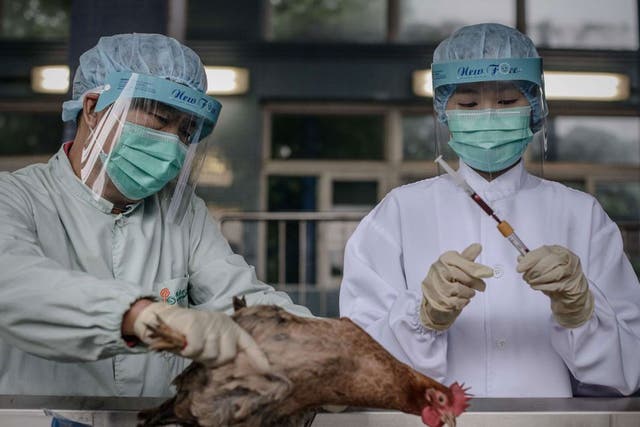 File picture taken on April 11, 2013, as officials test poultry at the border with mainland China in Hong Kong