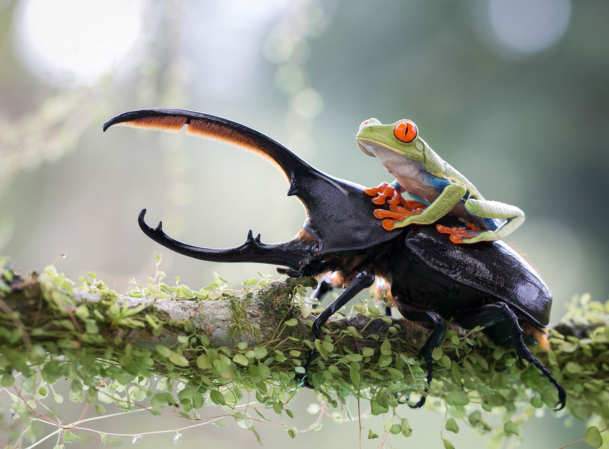 'The Knight and His Steed' by Nicolas Reusens Boden from Sweden, Open Competition, Nature and Wildlife category, 2014 Sony World Photography Awards. This picture was taken in a natural but controlled environment. A tree frog managed to jump to a branch wh