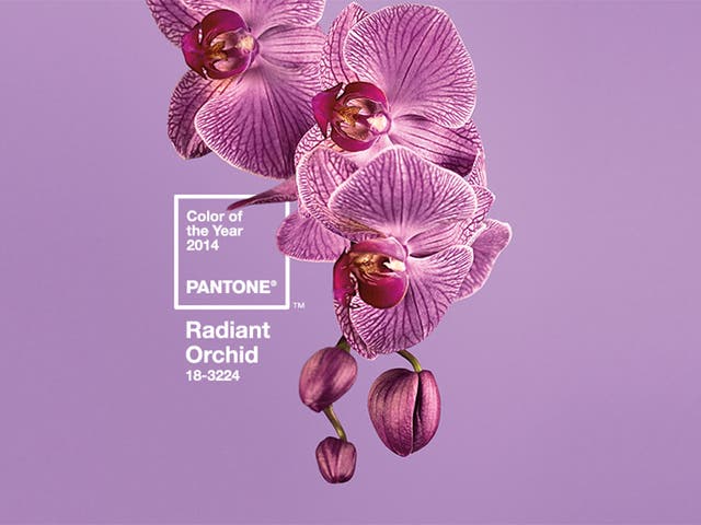 Radiant Orchid: The colour of 2014 according to Pantone
