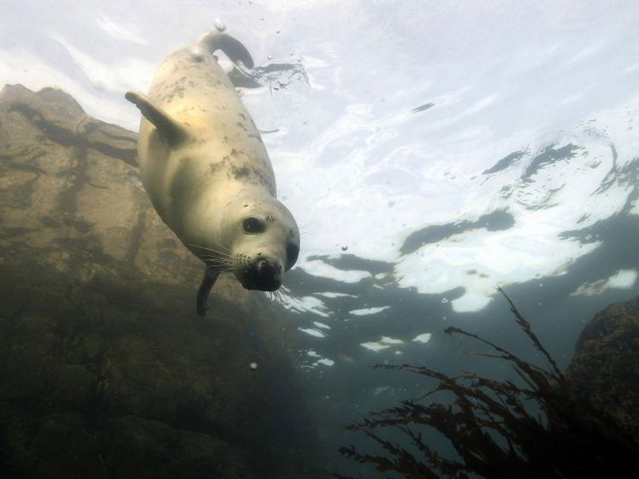 A grey seal swims underwater by the Farne Islands off the Northumberland coast, northern England