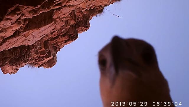 The juvenile sea eagle investigates its catch.