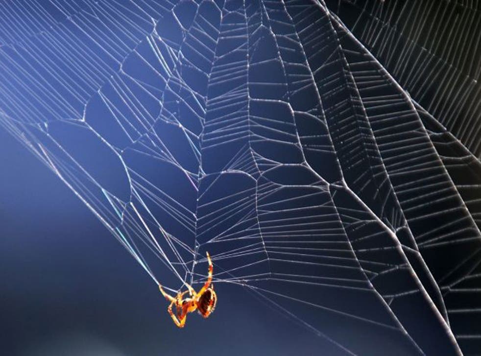 Spiders’ webs are covered with an electrically conductive glue, and they filter pollutants as well as catch insects 