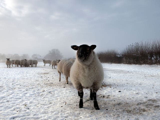 Uphill struggle: Sheep farmers lose on every fleece