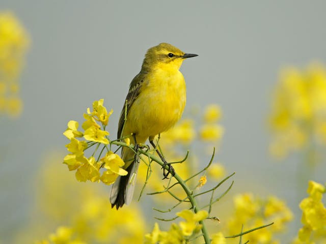 The yellow wagtail has disappeared entirely from Wales