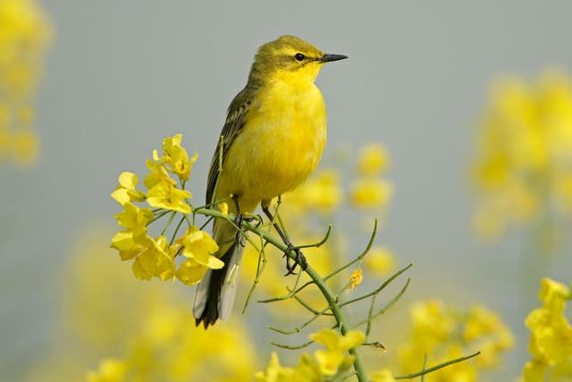The yellow wagtail has disappeared entirely from Wales