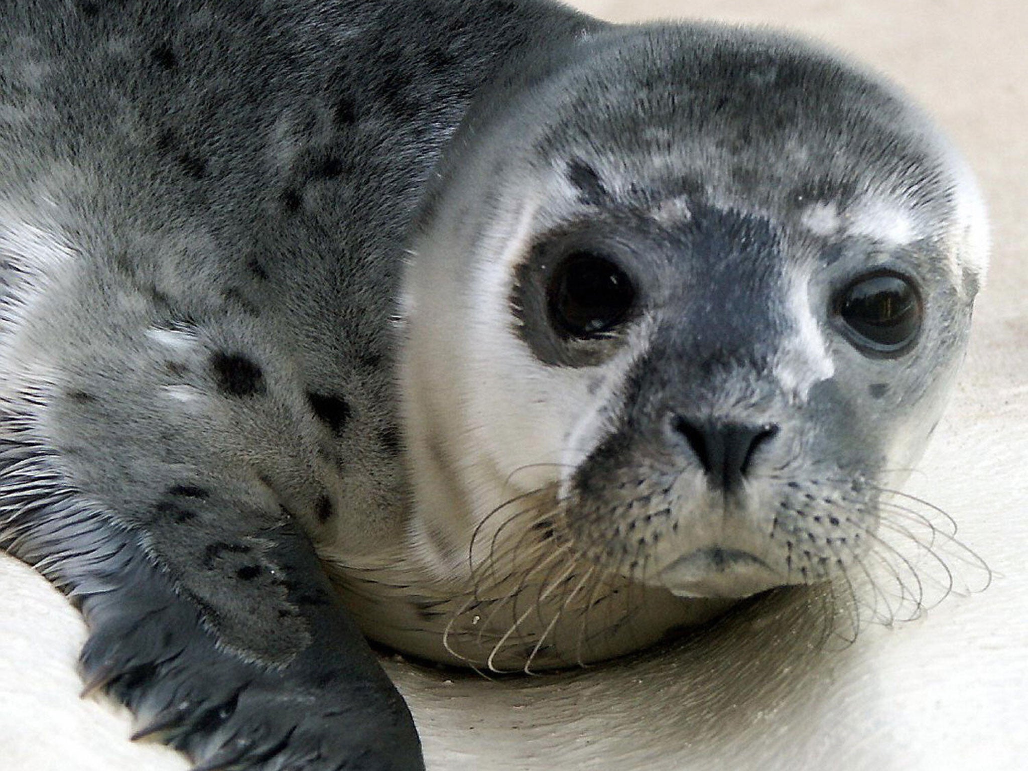Hundreds of seal pups which had been feared dead after a tidal surge hit the east coast of Britain have been found alive and well