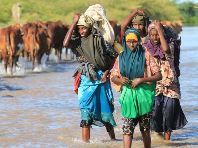 Women and their livestock wades cross the flooded Shebelle River in Jowhar. Subsequent flooding has left an estimated 11,000 households, about 66,000 people, spread over 33 villages, affected by localized flooding in Middle Shabelle’s Jowhar District