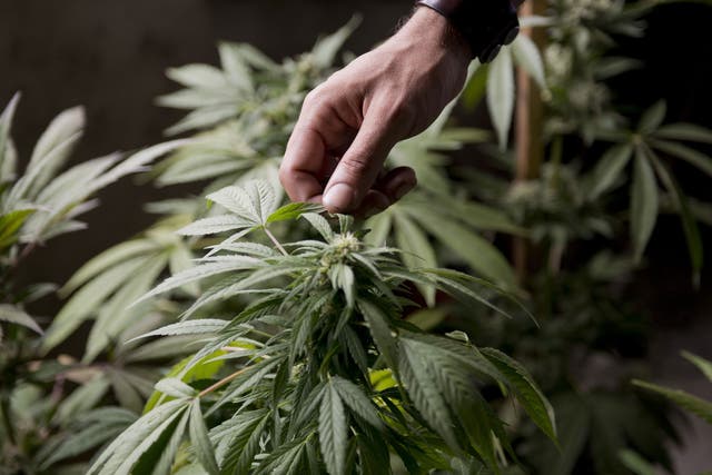 A marijuana grower checks the leaves of his marijuana plants for fungus, on the outskirts of Montevideo, Uruguay