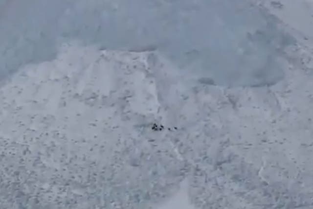 YouTube footage shows Chamois goats about to be engulfed by an avalanche in the French Alps