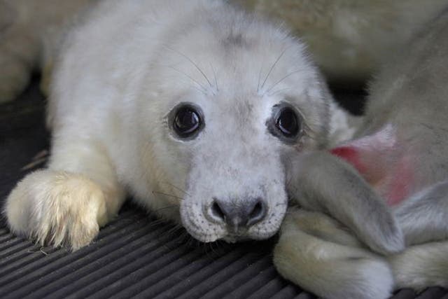 A seal pup orphaned by the recent floods and have been taken in by the East Winch Wildlife Centre in Norfolk