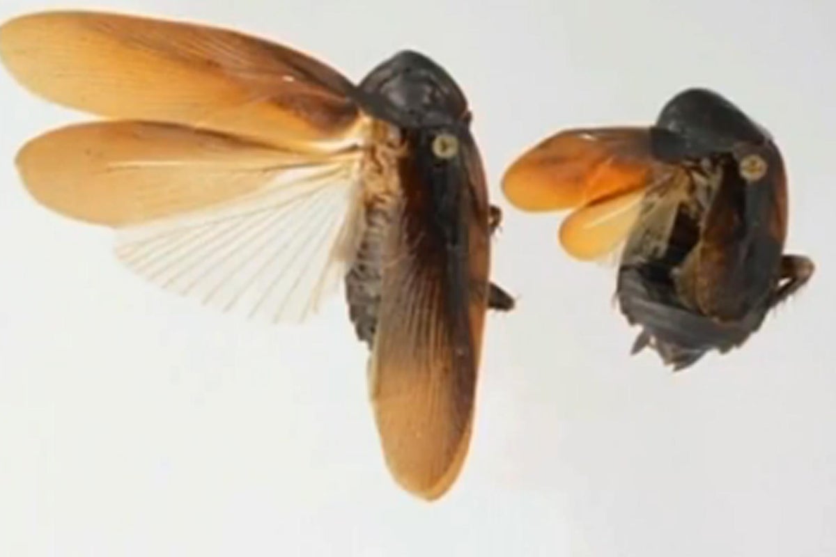 Cold-tolerant super cockroach discovered in New York | The Independent ...