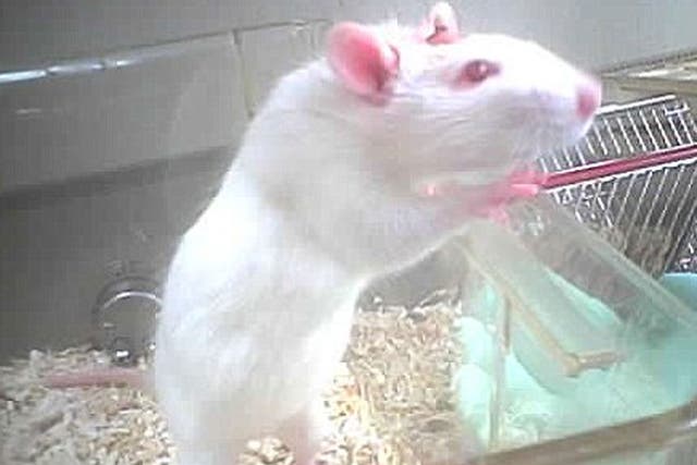 A rat with what appears to be a medical tube embedded in its chest