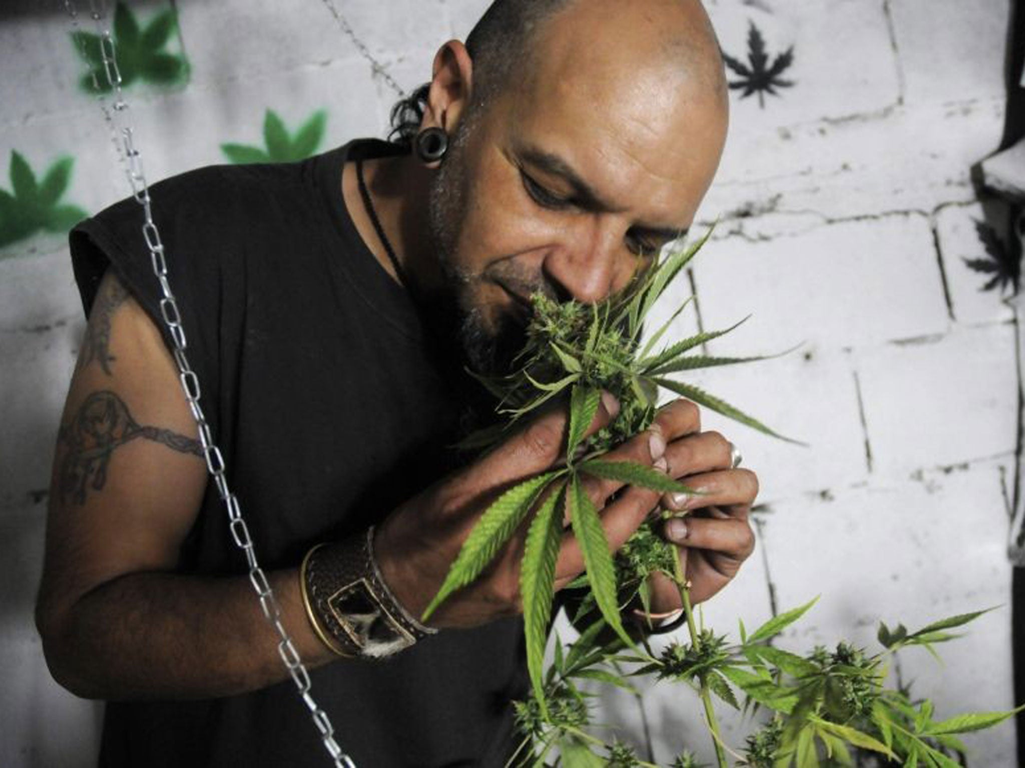 A cultivator of marijuana smelling a plant at his house in Montevideo, Uruguay