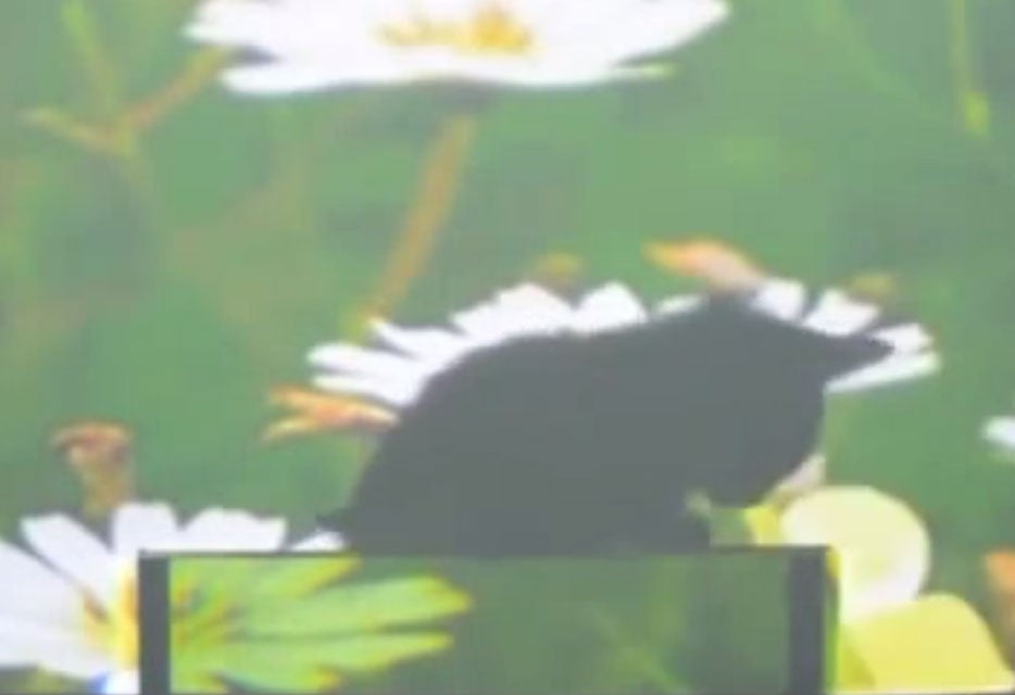 A screencap of the video, showing the bottom half of the cat disappearing.