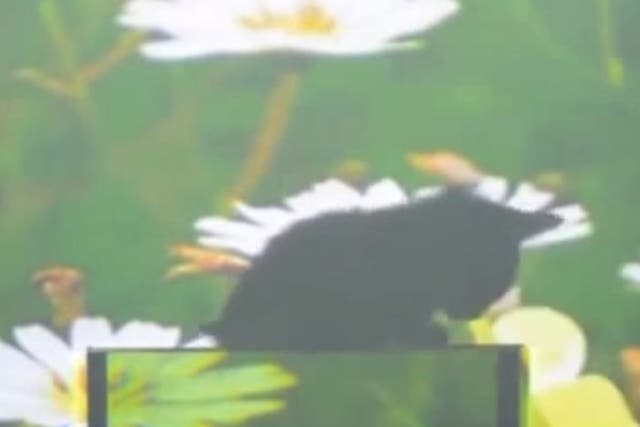 A screencap of the video, showing the bottom half of the cat disappearing.