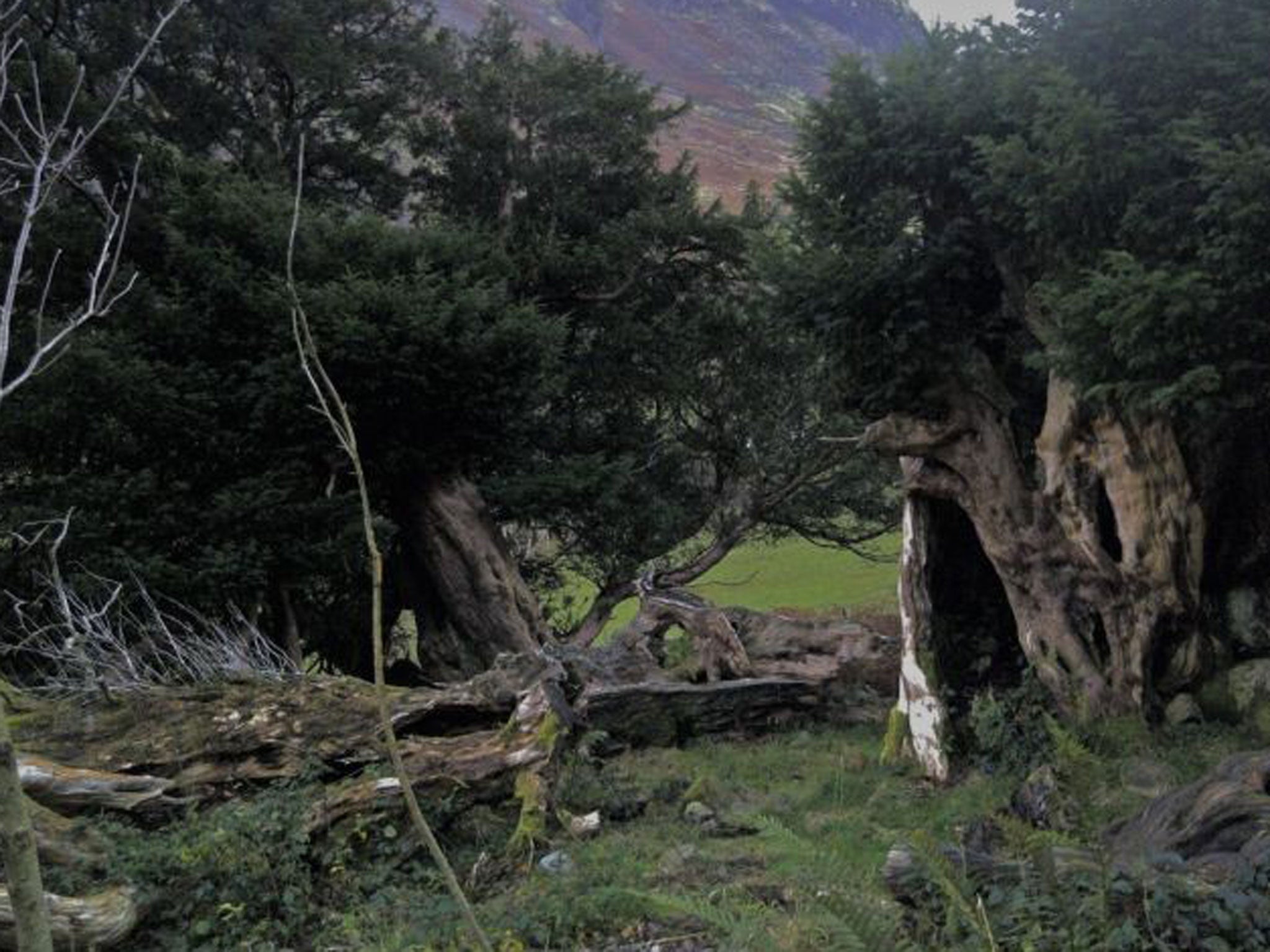 Here’s looking at yew: the Borrowdale trees