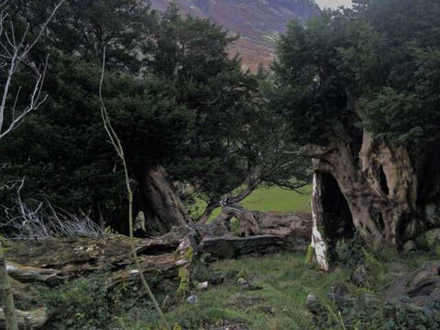 Here’s looking at yew: the Borrowdale trees