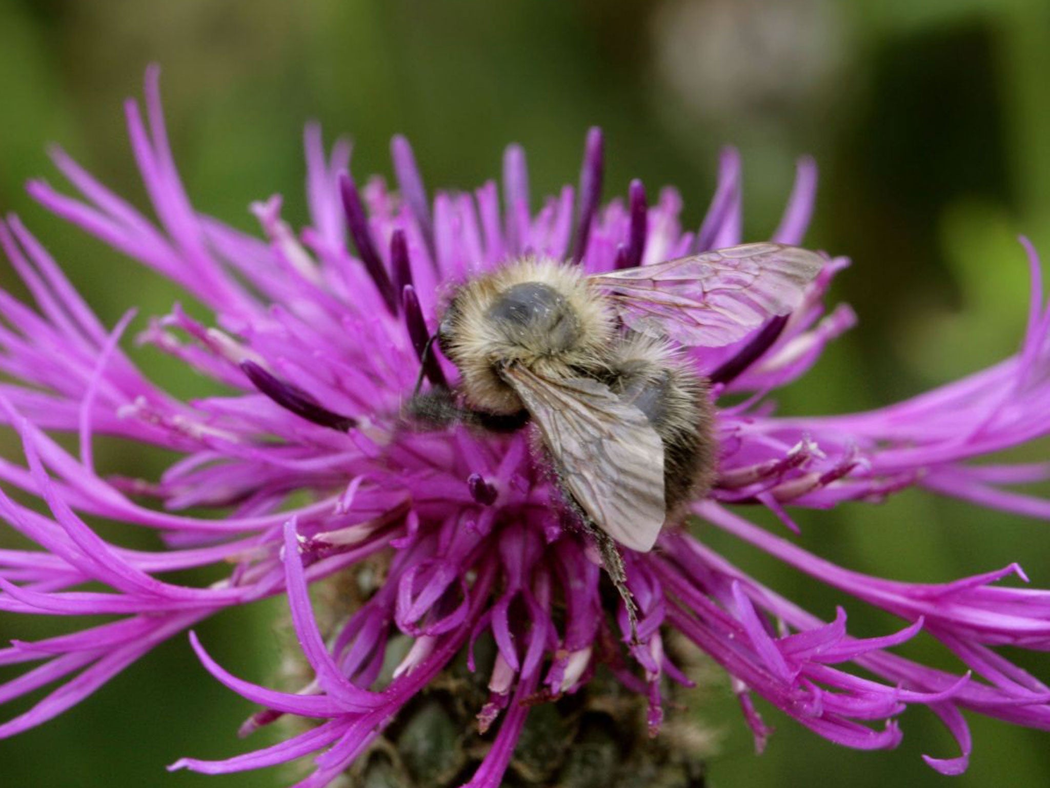 Winging it: The shrill carder bee is thriving in Kent