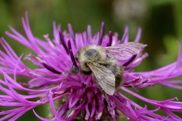 Winging it: The shrill carder bee is thriving in Kent