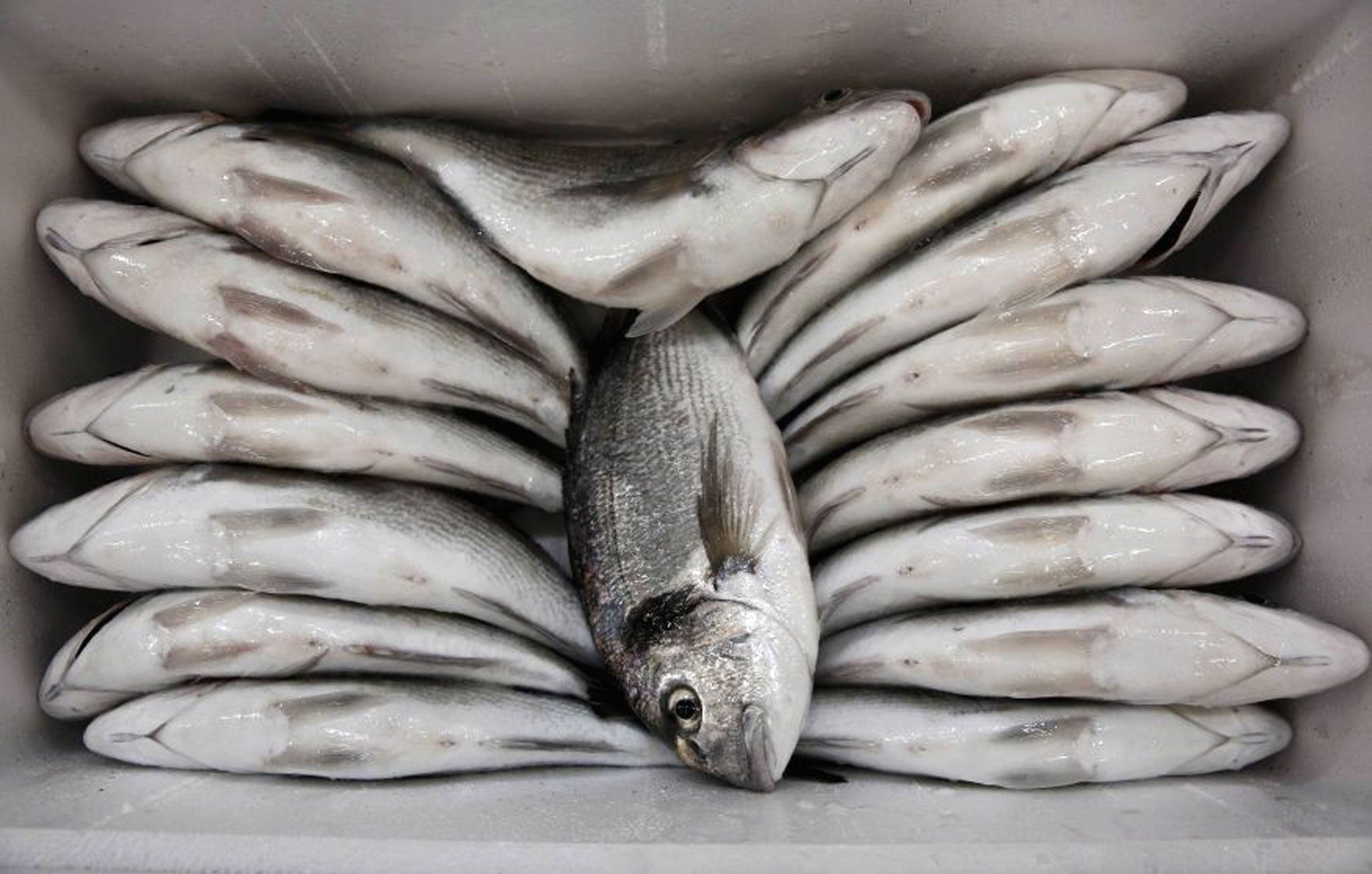 Sea bream are seen inside a thermal-insulated box