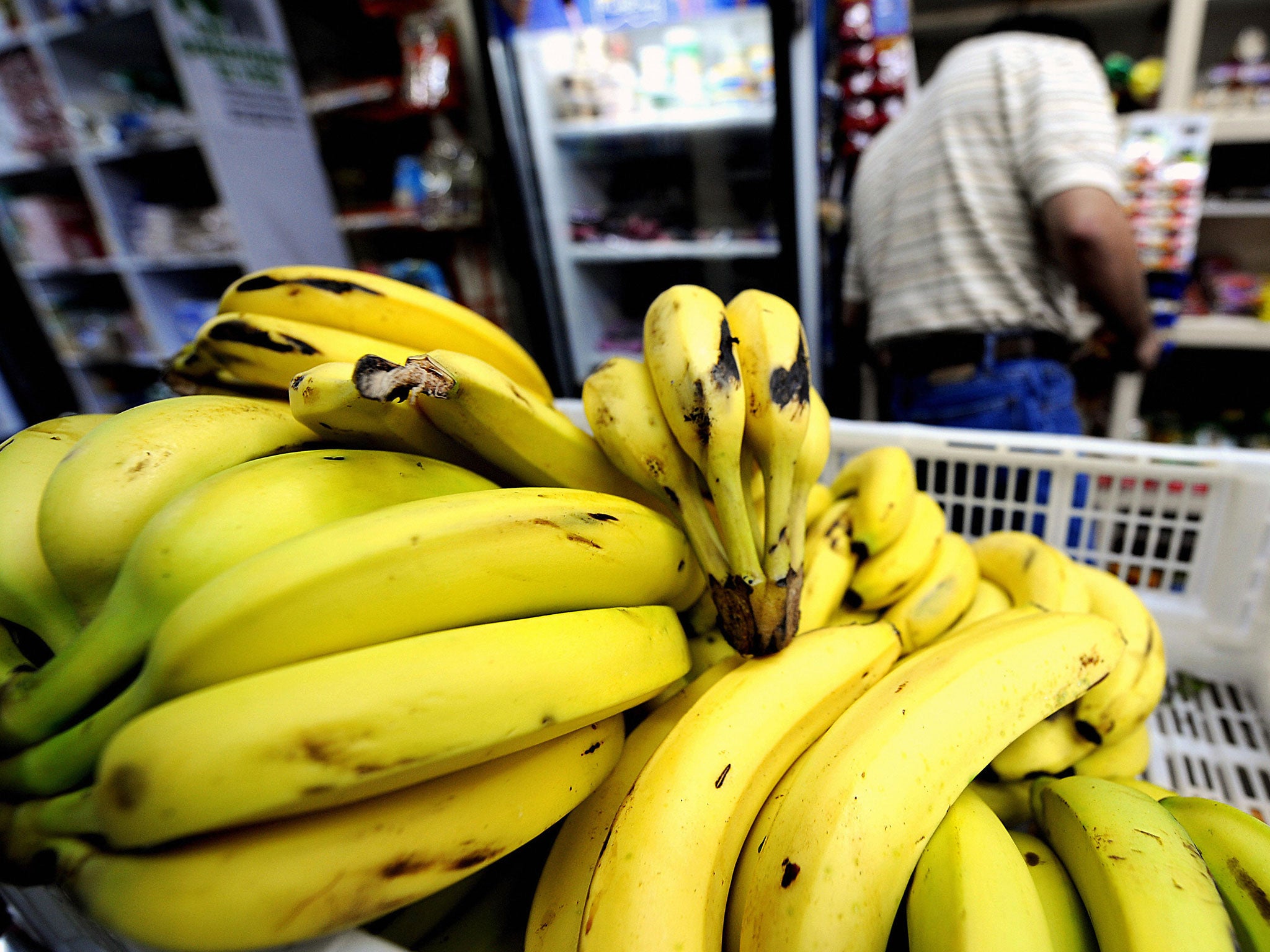 Scientists ‘incredibly Concerned For Fate Of Banana As Plagues And 