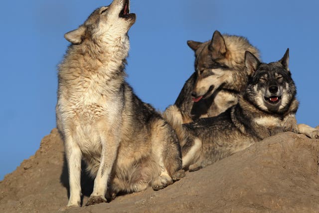The frequent killings of top predators, such as wolves, bears and coyotes, benefit 'a small proportion of the nation's private agriculture' and other interests
