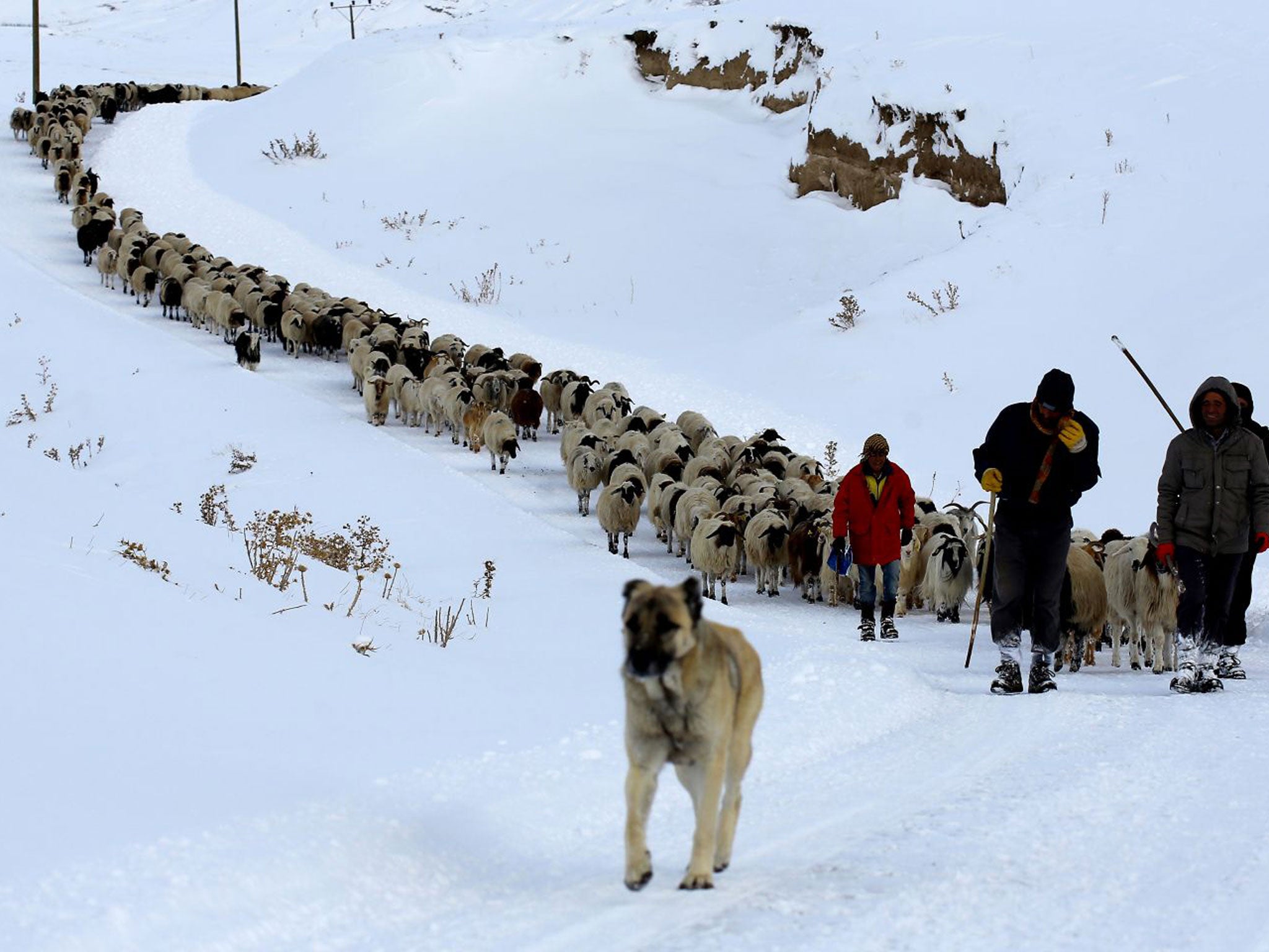 These shepherds, with their 500-strong flock, were stuck for three days due to the heavy snowfall