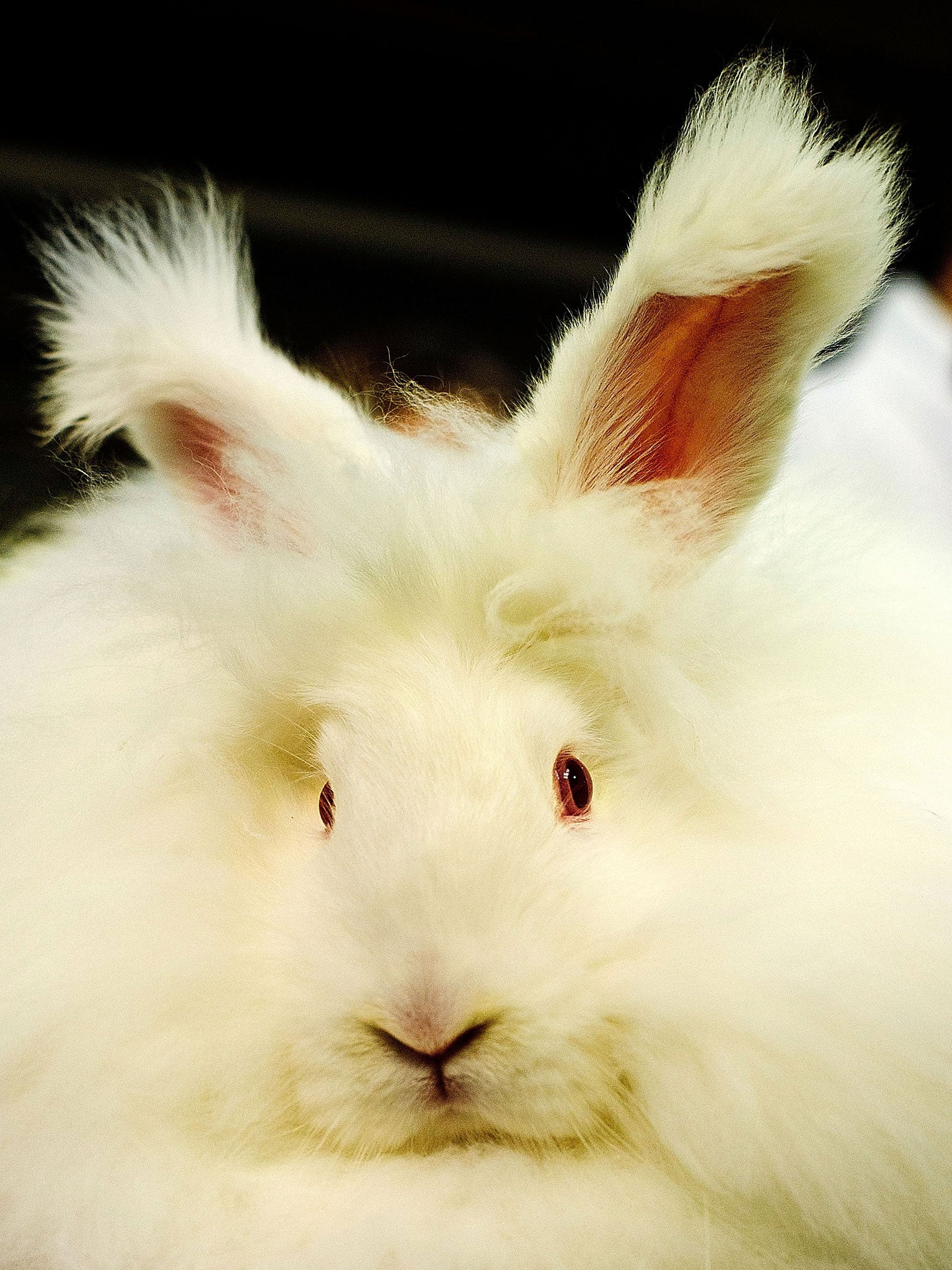 More shops ban the sale of angora wool after video exposes cruelty