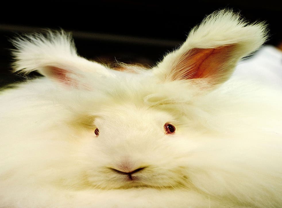 China is currently responsible for 90 per cent of the world's angora wool supply