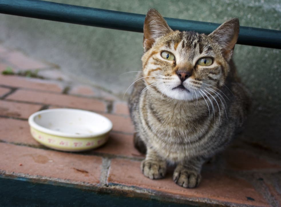 Cats have been living off humans for more than 5,000 years, scientists have discovered
