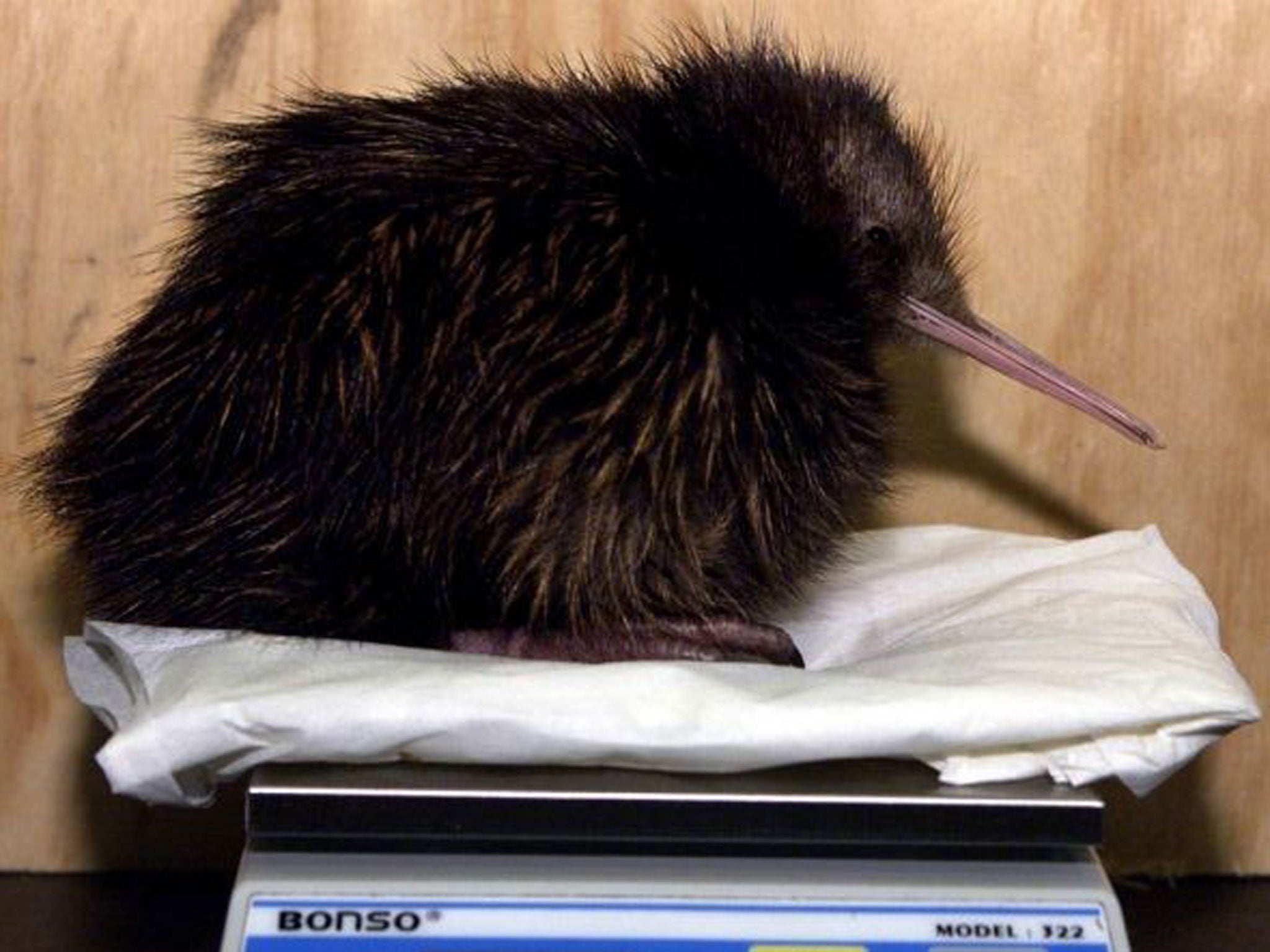 File: In findings that could be a bitter blow for many New Zealanders, researchers have found the country's iconic kiwi bird probably descended from an ancestor that flew in from Australia