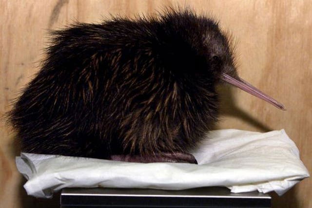File:  In findings that could be a bitter blow for many New Zealanders, researchers have found the country's iconic kiwi bird probably descended from an ancestor that flew in from Australia