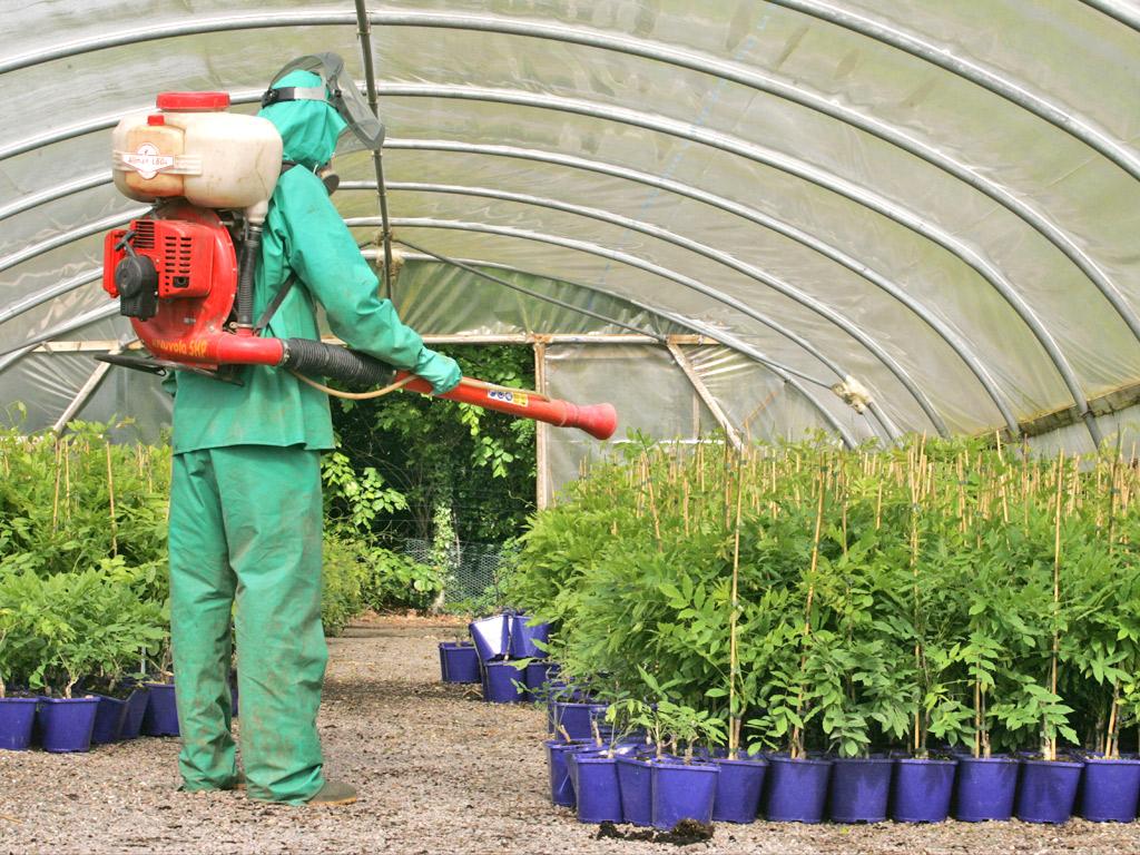 A worker spraying plants with pesticides