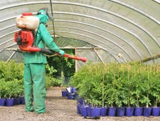 Pesticides are not needed to feed the world, says UN report 