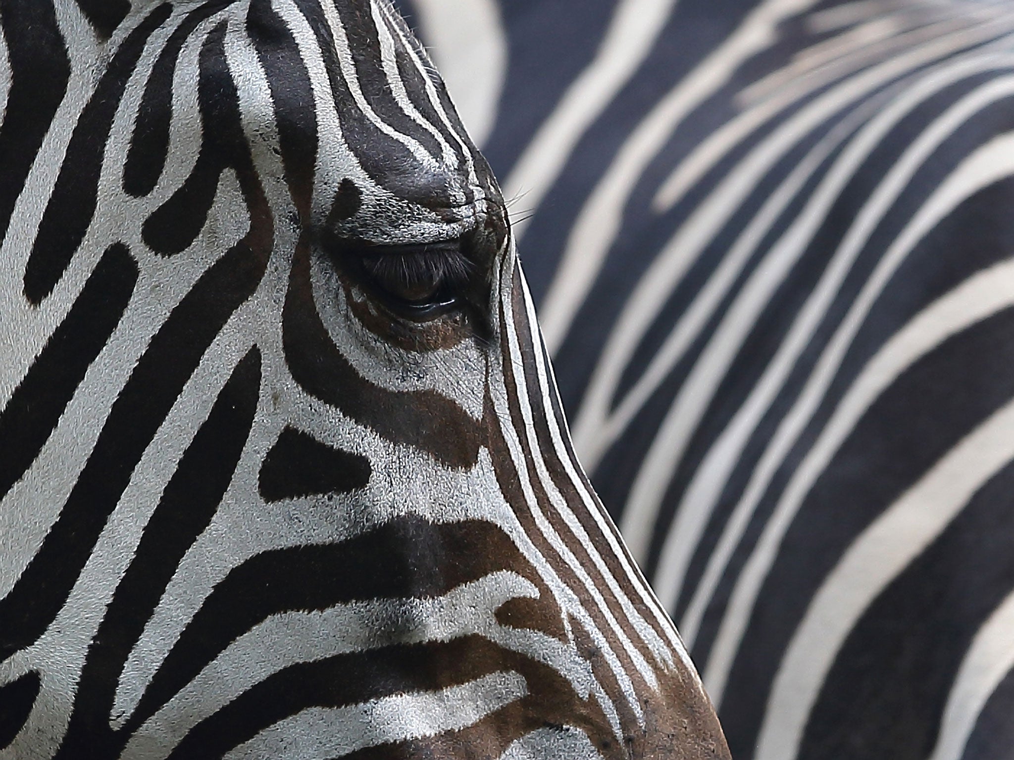 zebra with gold stripes