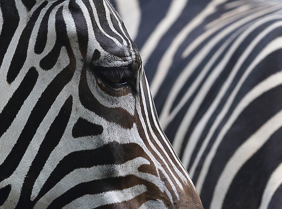 A the combination of the zebra's broad and narrow stripes creating a confusing optical illusion