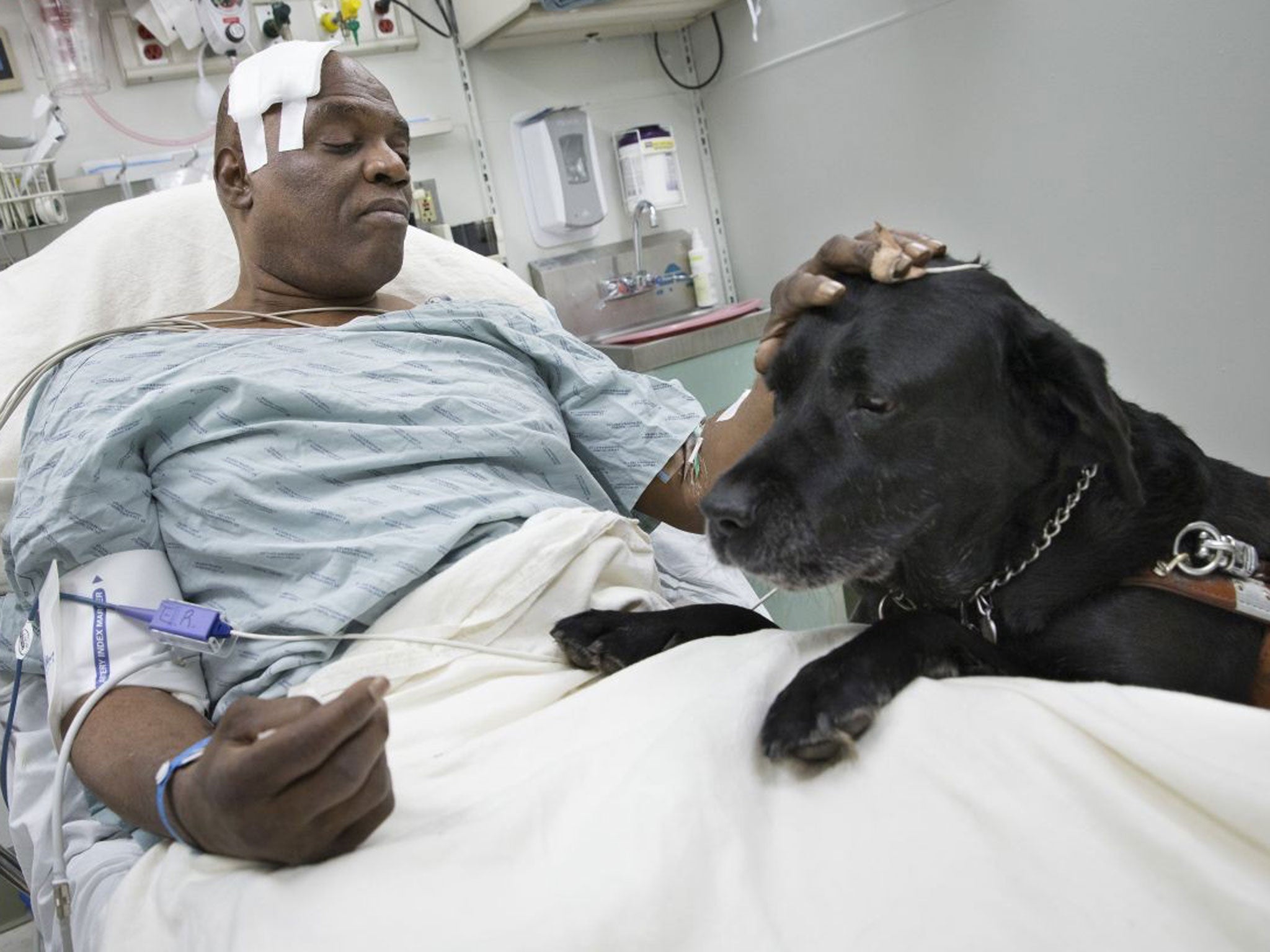 Cecil Williams pets his guide dog, Orlando, in his hospital bed following a fall onto subway tracks from the platform, Tuesday, Dec. 17, 2013, in New York. The blind 61-year-old Williams says he fainted while holding onto his black Labrador who tried to save him from falling. Both escaped without serious injury.