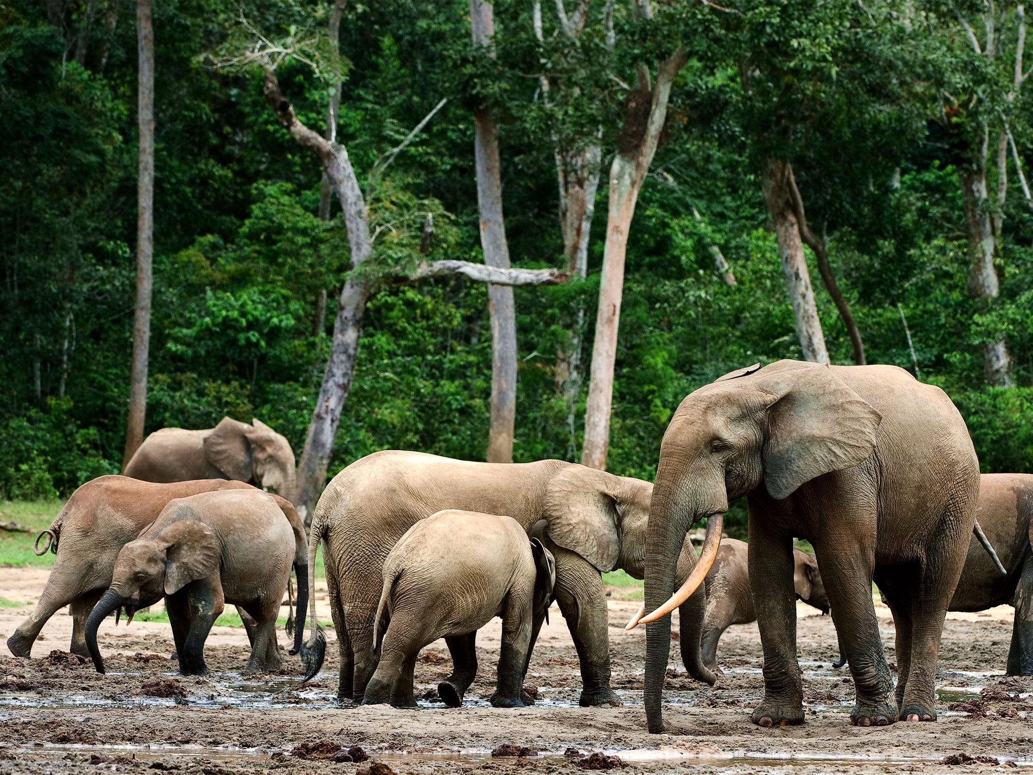 Logging has allowed poachers to pick off the African forest elephant at  their will | The Independent | The Independent